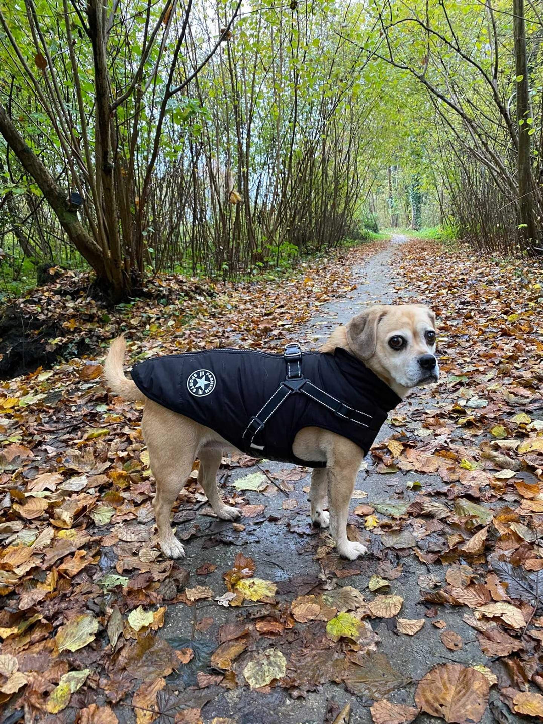 WinterWoof™ | Winter Coat for Dogs - Warmth and Protection