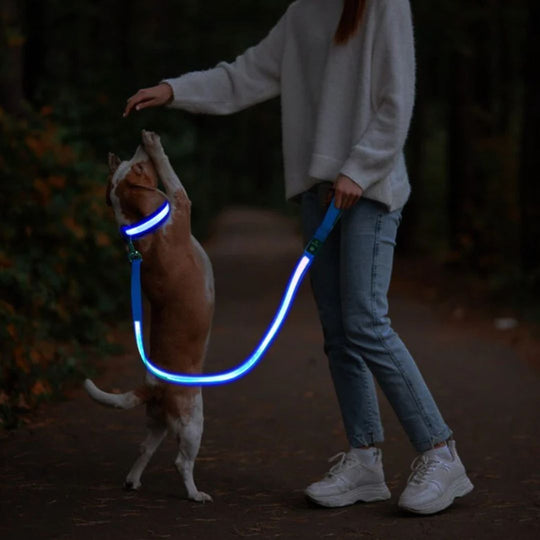 Sizzylove - Illuminated Dog Leash | Dog Leash - Visible and Secure