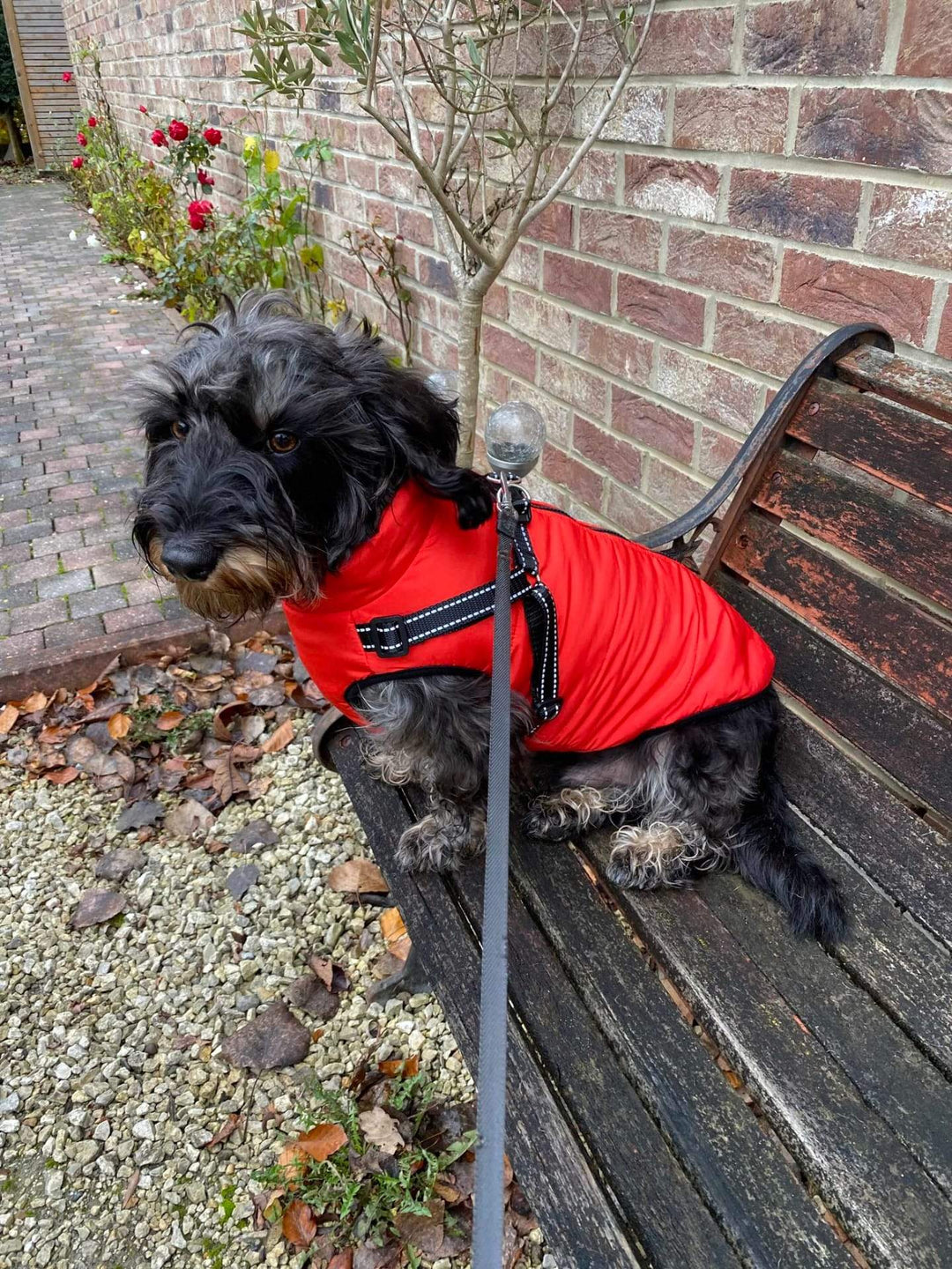 WinterWoof™ | Winter Coat for Dogs - Warmth and Protection