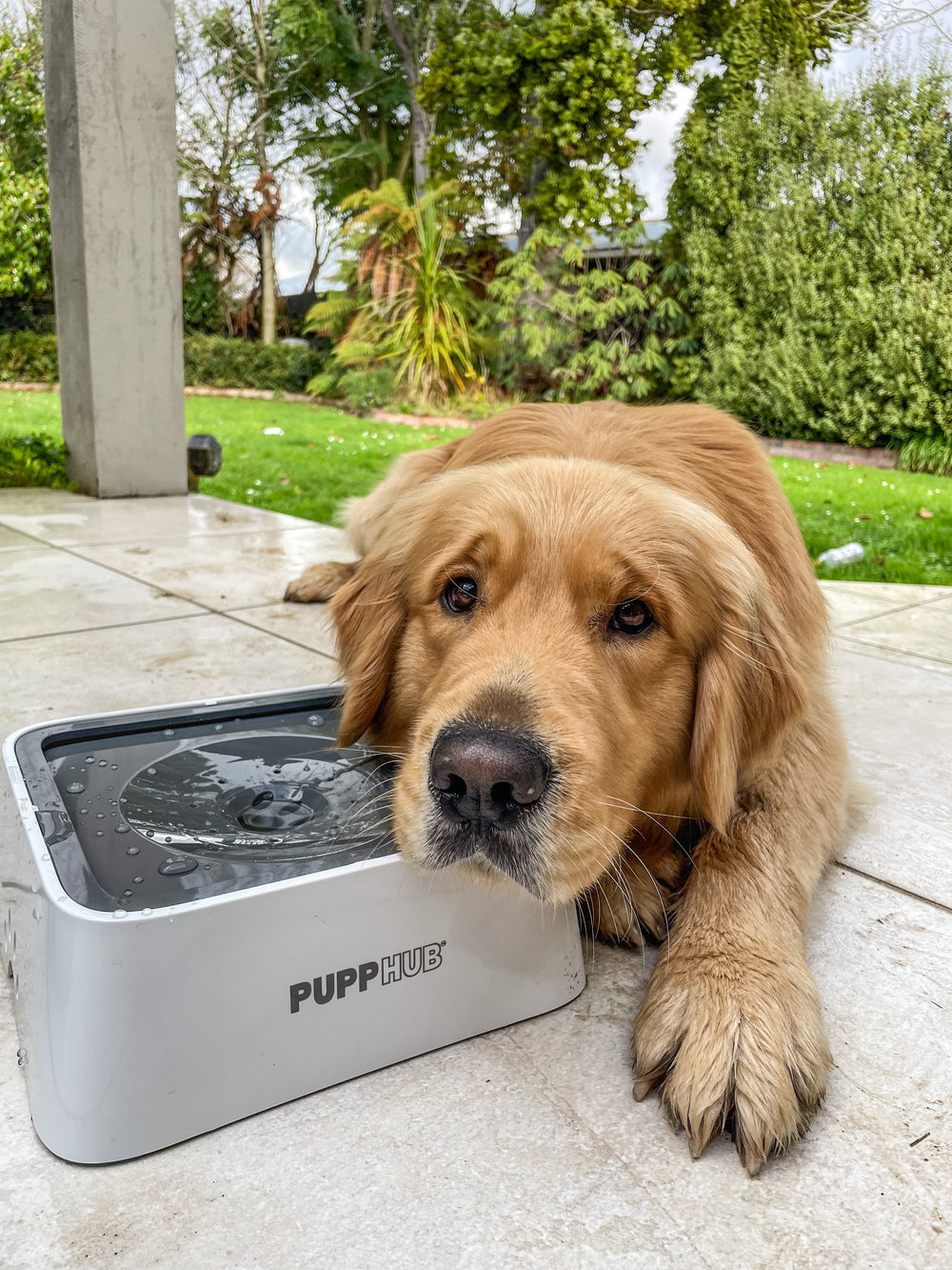 ZeroSplash™ | 2L Water Bowl for Pets | Pet Bowl - Spill-Resistant Design