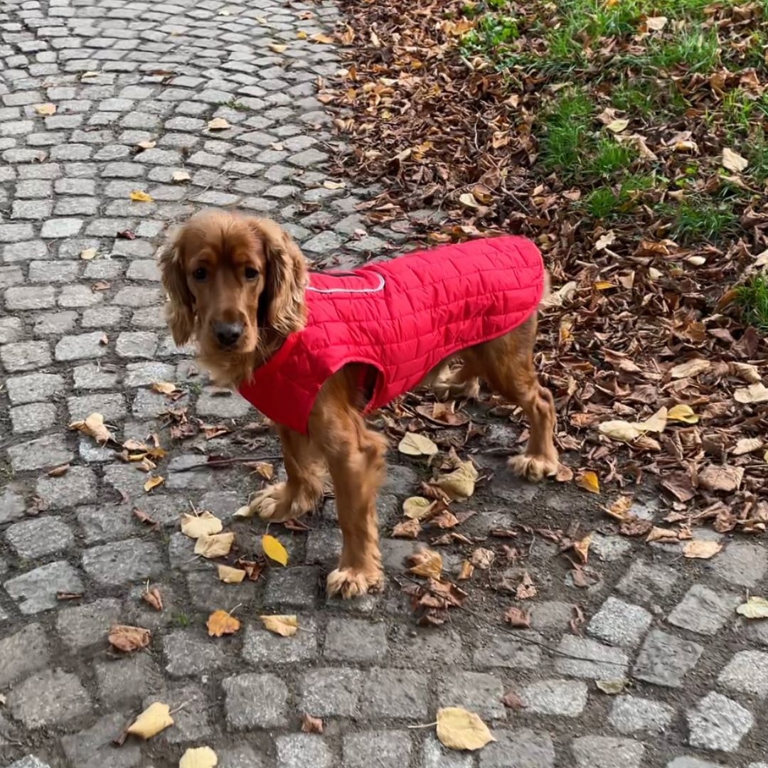 PawWarm - Waterproof Vest for Dogs | Keeps Pets Dry in Wet Weather