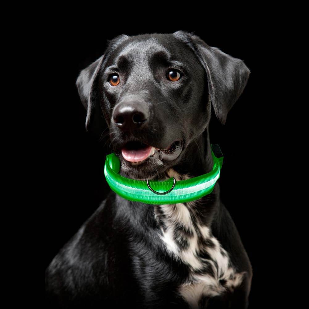 PawSecure - Bright Collar | Pet Collar - Visible and Secure