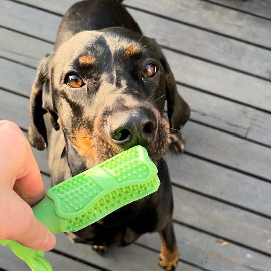 BlissTeeth™ | Dog Toy and Toothbrush in One | Dog Toy - Cleans and Entertains