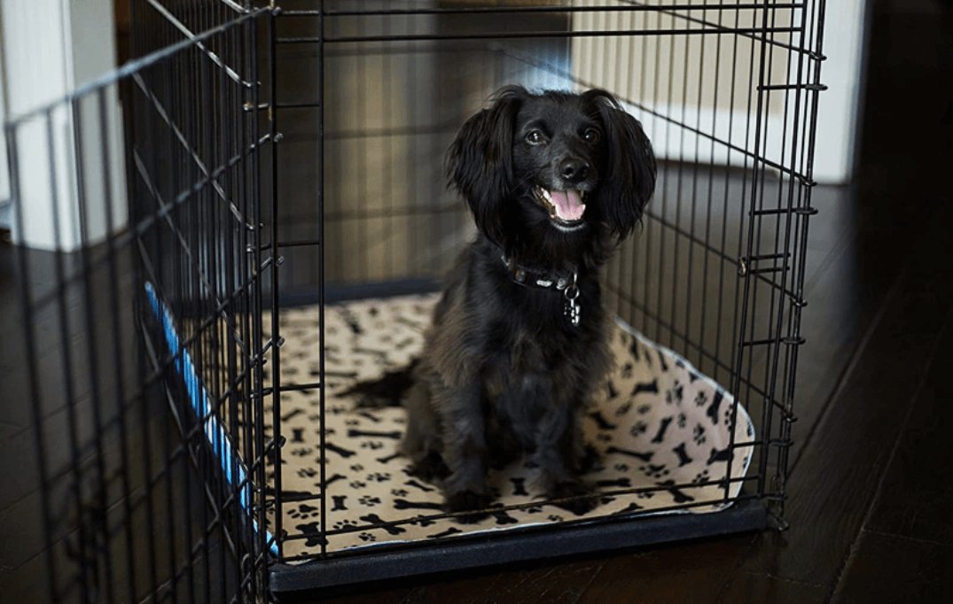 Reusable and Eco-Friendly Dog Mat