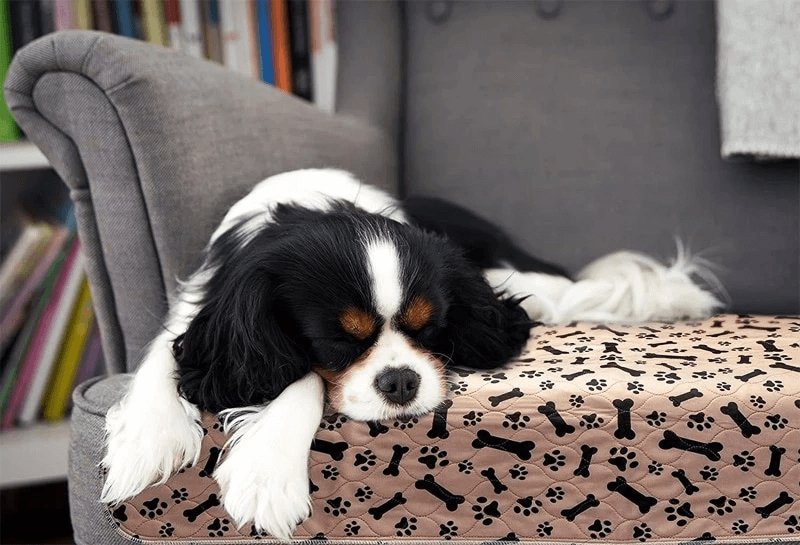 Reusable and Eco-Friendly Dog Mat