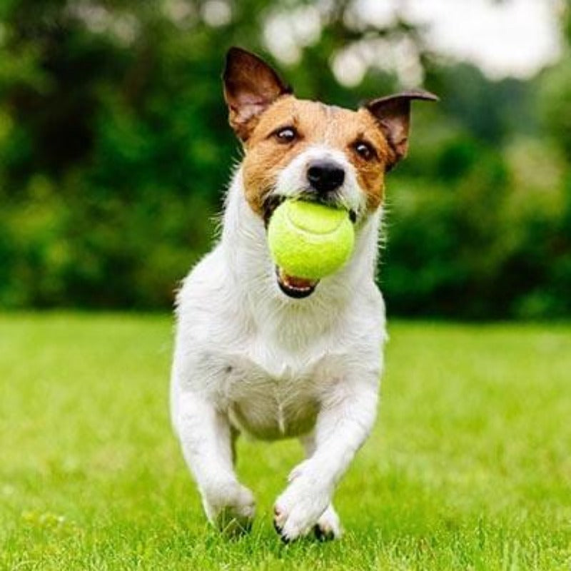 Furrlay™ | Automatic Tennis Ball Launcher - Endless Fun for Your Dog