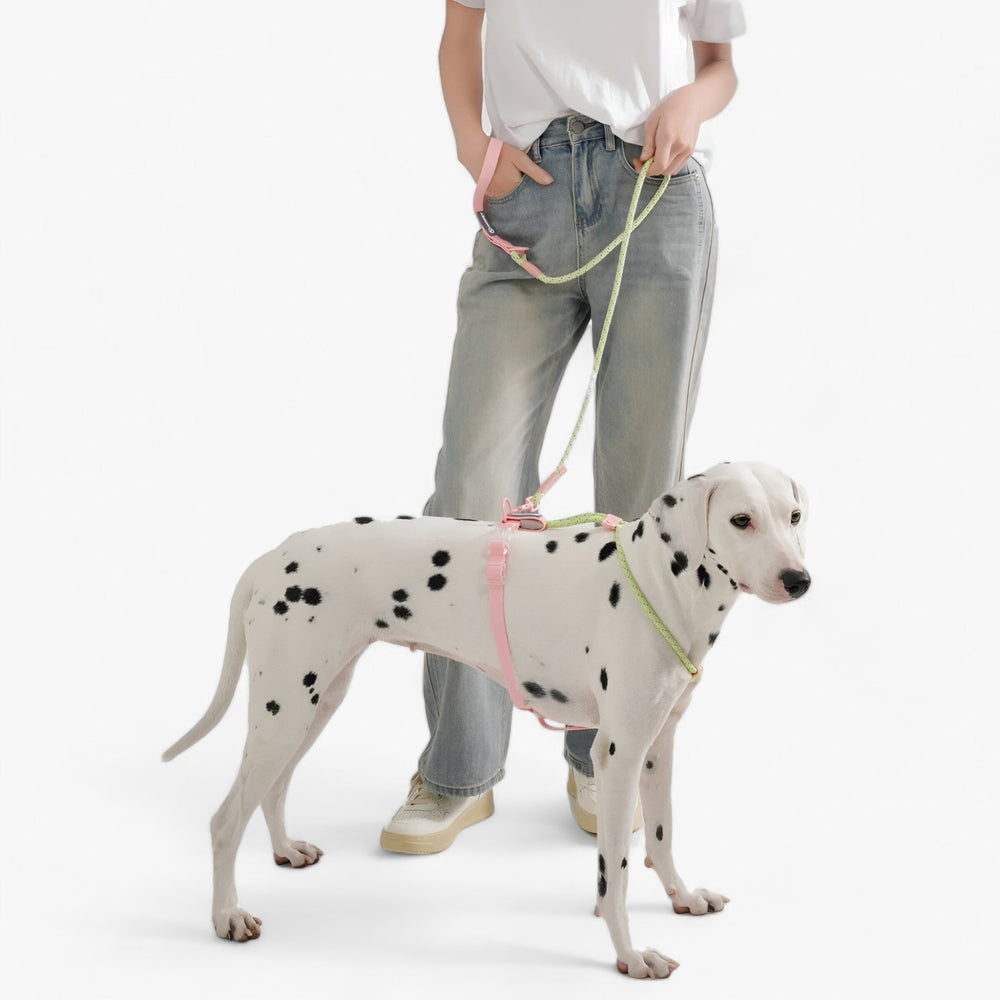 Chic Collars for Dogs | Attractive Set in Durable PVC - Perfect for Four-Legged Companions!