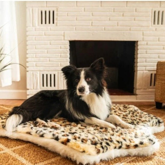 Premium Dog Sofa | Dog Bed - Comfortable and Elegant